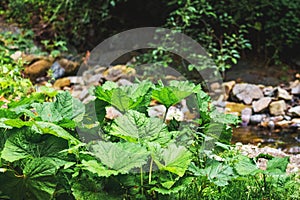 Leaves of mother and stepmother on the bank of a mountain river_