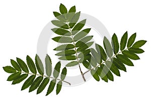The leaves of mountain ash, red ash, Sorbus aucuparia, the Rowan set of leaves, compound leaves, leaves on a white background
