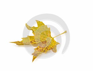 Leaves moving flying from the wind autumn weather background isolated