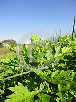 Leaves of mugwort