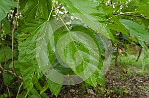 Leaves of the Mulberry Tree