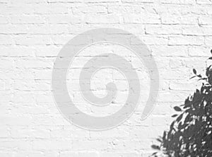 Leaves natural shadow overlay on white brick wall texture background, for overlay on product presentation