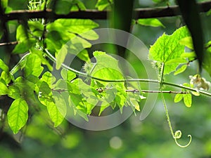 Leaves in nature, Refreshing and beauty of colour.