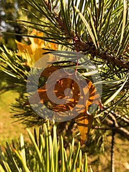 The leaves of the nearby tree fell on the branches of the fir tree