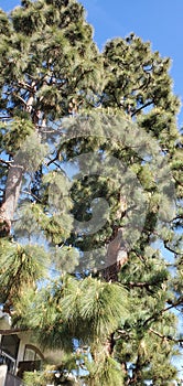 leaves needles on a pine tree on a blue sky