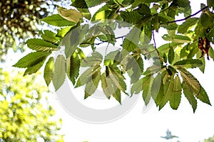 Leaves photo