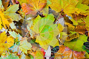 Leaves of a Norway maple, Acer platanoides in Autumn