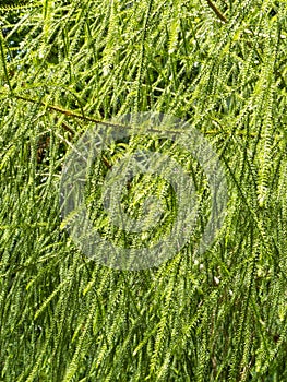 Leaves of NZ Rimu tree background texture pattern