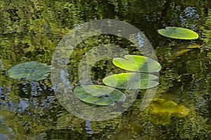 Leaves o a water lilly in the pond