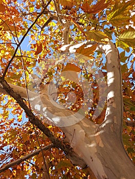 Leaves Of An Oak Tree