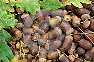 Leaves of oak tree and acorns