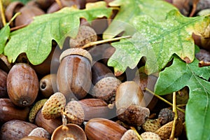 Leaves of oak tree and acorns