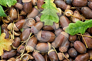 Leaves of oak tree and acorns