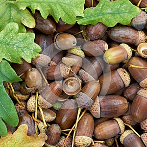 Leaves of oak tree and acorns
