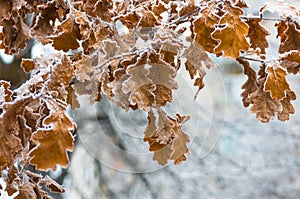 Leaves of oak tree with hoarfrost in forest
