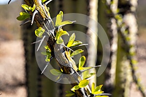 Leaves On An Ocatillo Branch photo