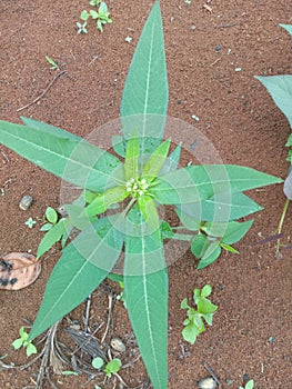 Leaves offlowering wild plan