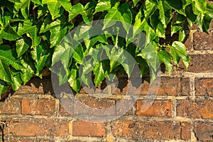 Leaves on old brick wall. Nature.