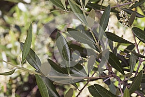 Leaves of Olea europaea, olive tree of dark grayish green color between shadows with greenish background light by flash