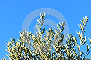 Leaves on olive tree