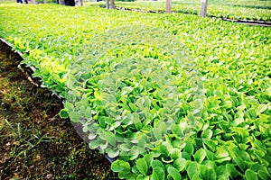 Leaves organic vegetable on plots