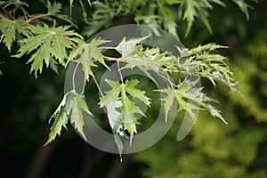 The leaves of ornamental maple