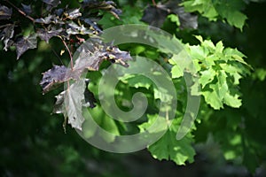 The leaves of ornamental maple