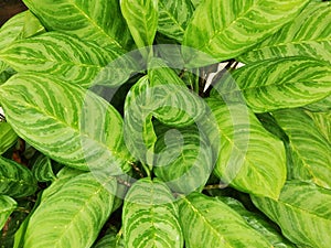 the leaves of ornamental plants that bloom shortly after the rain stops