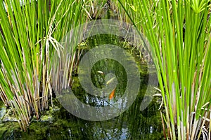 Leaves of ornamental plants in the garden