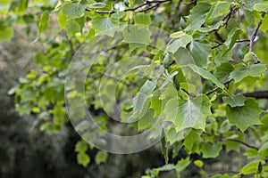 leaves of ornamental tree Liriodendron tulipifera in original form