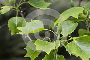 leaves of ornamental tree Liriodendron tulipifera in original form