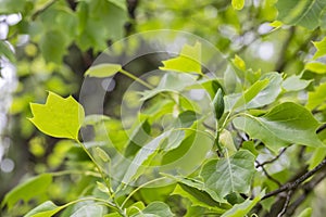 leaves of ornamental tree Liriodendron tulipifera in original form