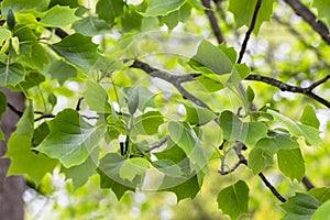 leaves of ornamental tree Liriodendron tulipifera in original form