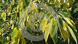 Leaves of a Osage orange tree in the fall
