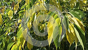 Leaves of a Osage orange tree in the fall