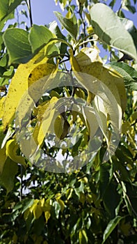 Leaves of a Osage orange tree in the fall