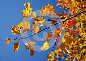 Leaves over sky