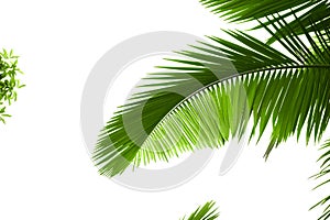 Leaves of palm tree photo