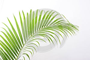 Leaves of palm tree