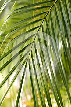 Leaves Of Palm Tree