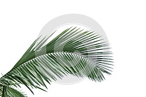 Leaves of palm tree