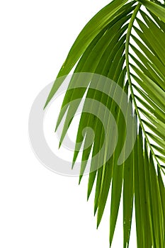 Listy z palma strom 