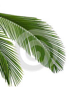 Leaves of palm tree