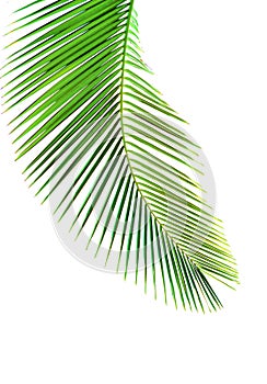 Leaves of palm tree