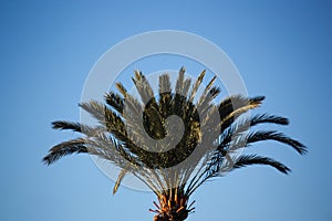 The leaves of a palm tree in the foreground with blue sky in the background