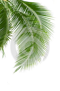 Leaves of palm tree isolated on white background