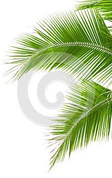 Leaves of palm tree isolated on white background