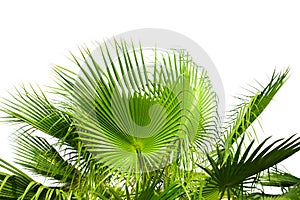 Leaves of palm tree isolated on white