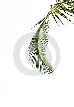 Leaves of palm tree isolated on white background