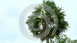 The leaves of the palm tree are swaying in the wind. Palm trees of Bangladesh. High definition footage of palm leaves